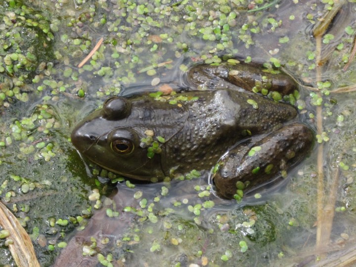 American Bullfrog